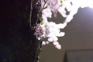 夜桜