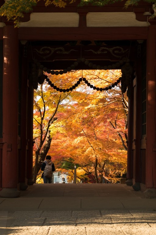 本土寺　門　紅葉