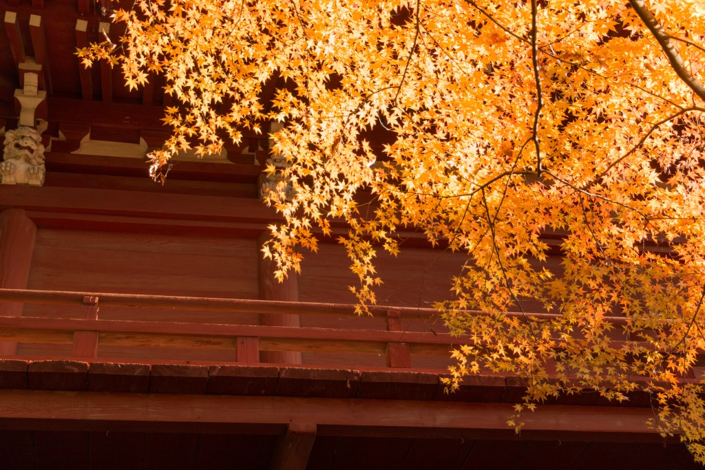 本土寺　門　紅葉