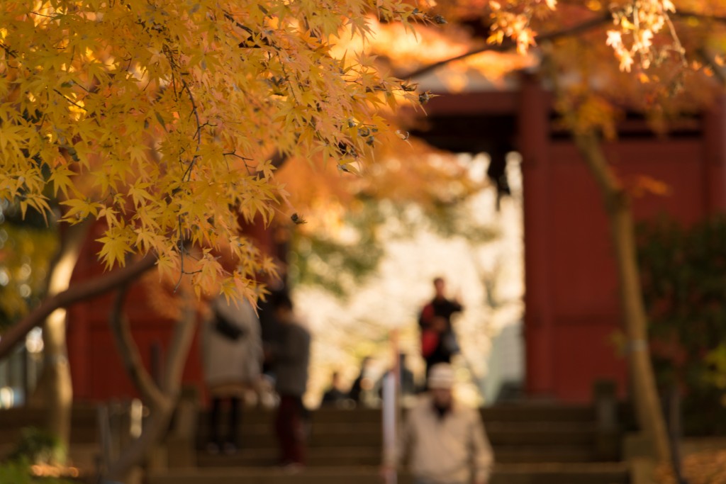 本土寺　門　紅葉