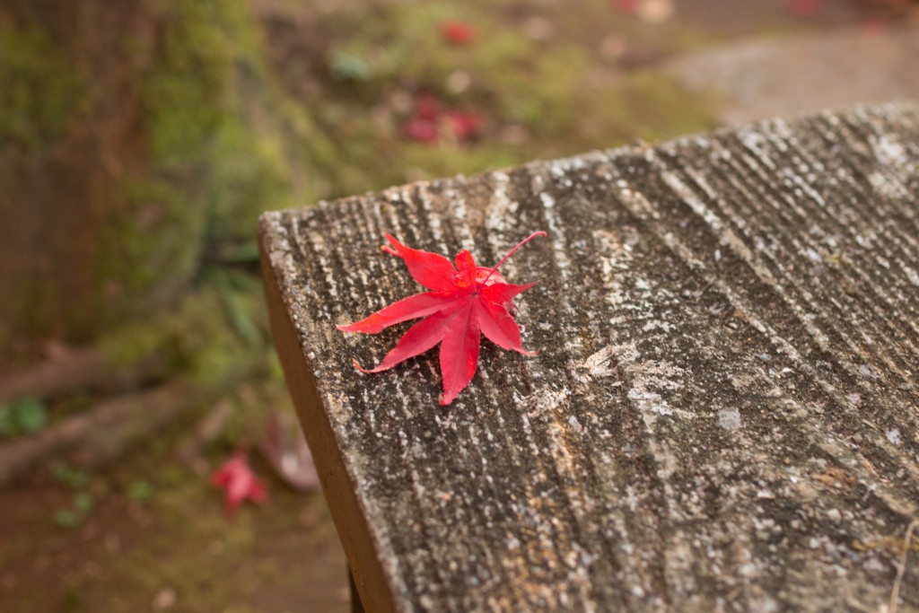本土寺　椅子　紅葉