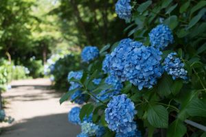 本土寺　アジサイ