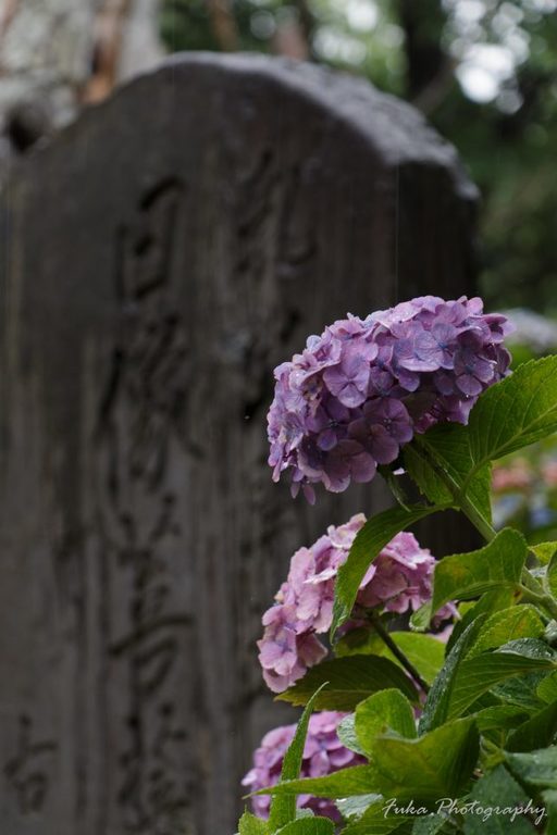 本土寺 紫陽花