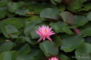 木崎湖園地近くの川