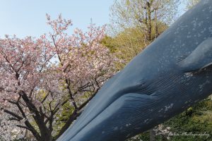 上野国立科学博物館 鯨と桜