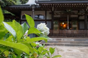本土寺 像師堂と紫陽花