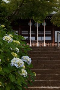 本土寺 本堂と紫陽花