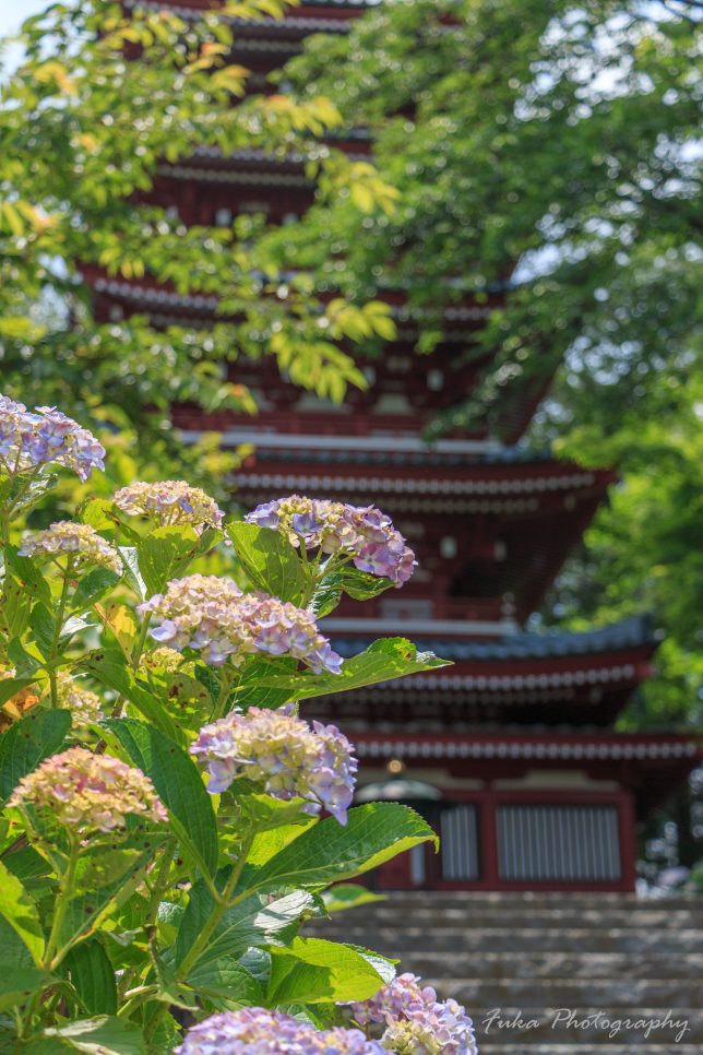 本土寺 五重塔と紫陽花