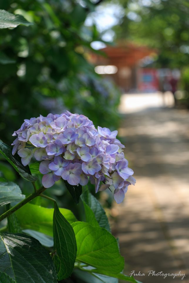 本土寺 紫陽花