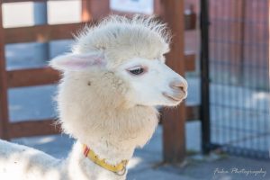 東武動物公園 アルパカ