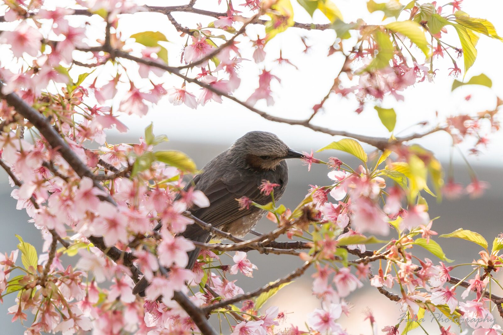 坂川 河津桜とヒヨドリ