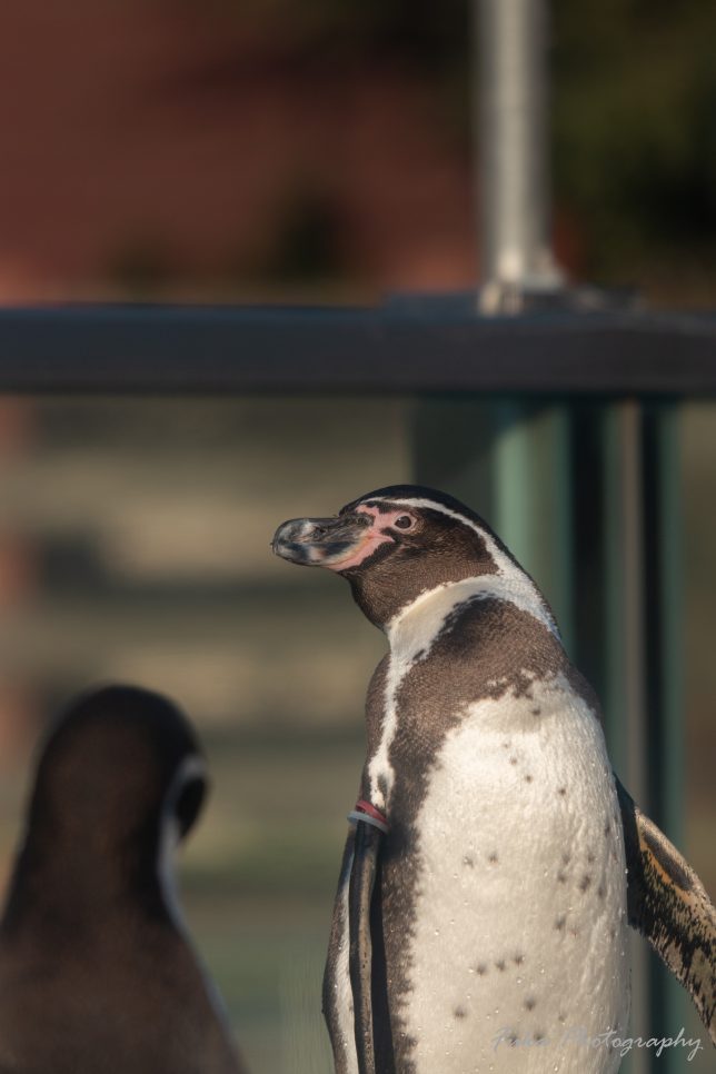 東武動物公園 フンボルトペンギン