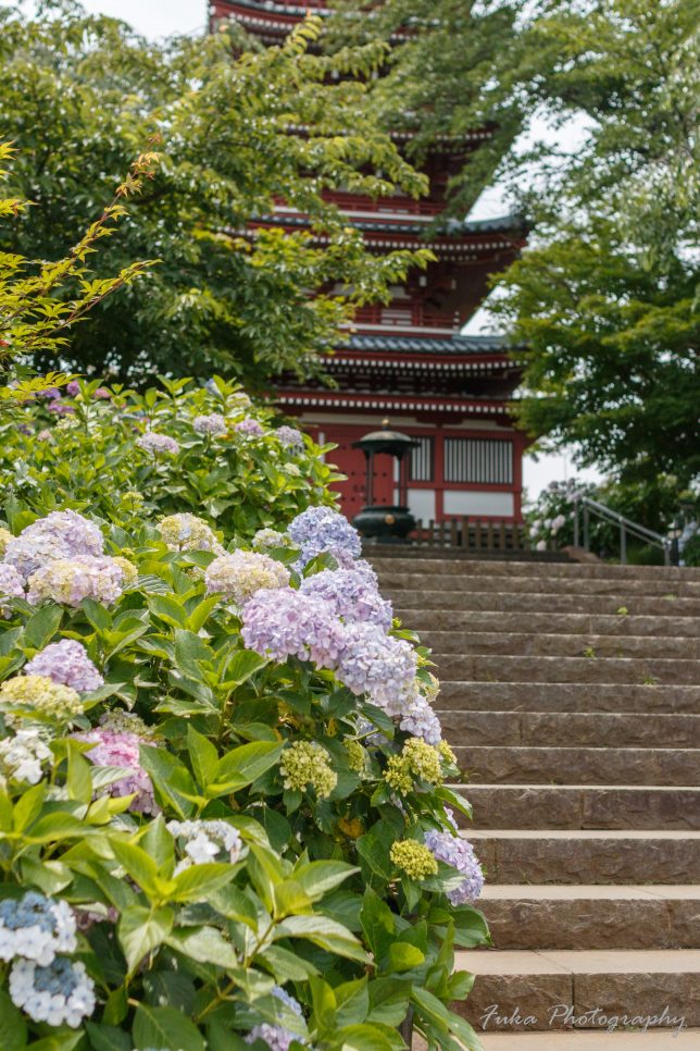 本土寺 五重塔と紫陽花