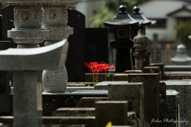 祖光院 彼岸花