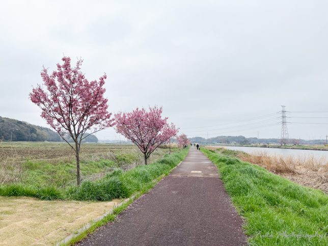 八千代新川の桜