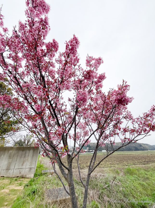 八千代新川の桜