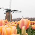 佐倉ふるさと広場のオランダ風車とチューリップ