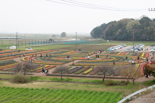 あけぼの山農業公園のチューリップ