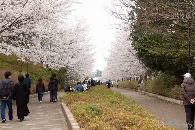 清水公園の桜