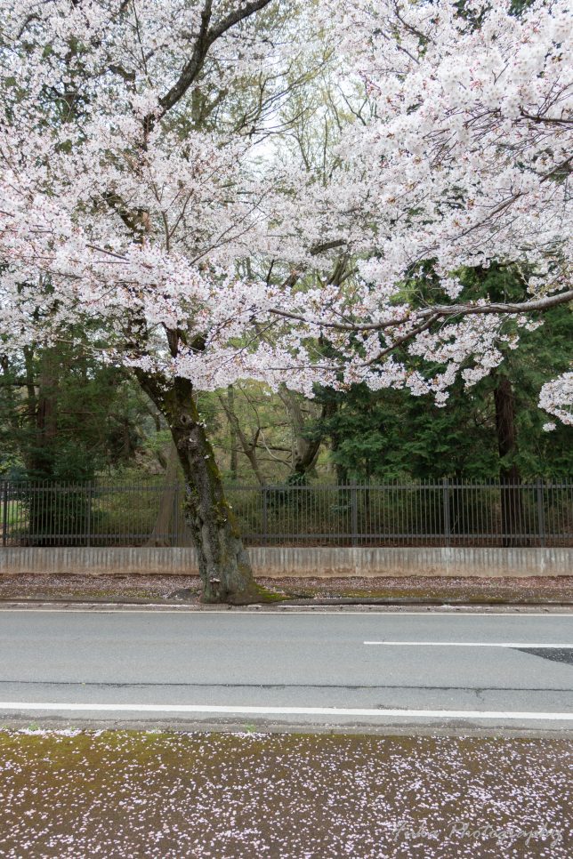 清水公園の桜