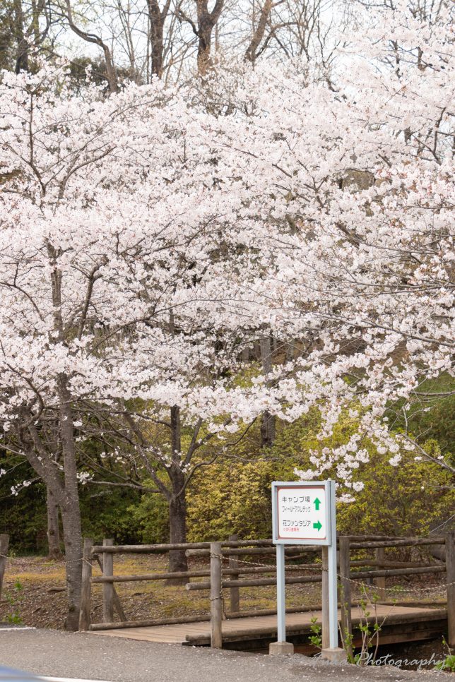 清水公園の桜