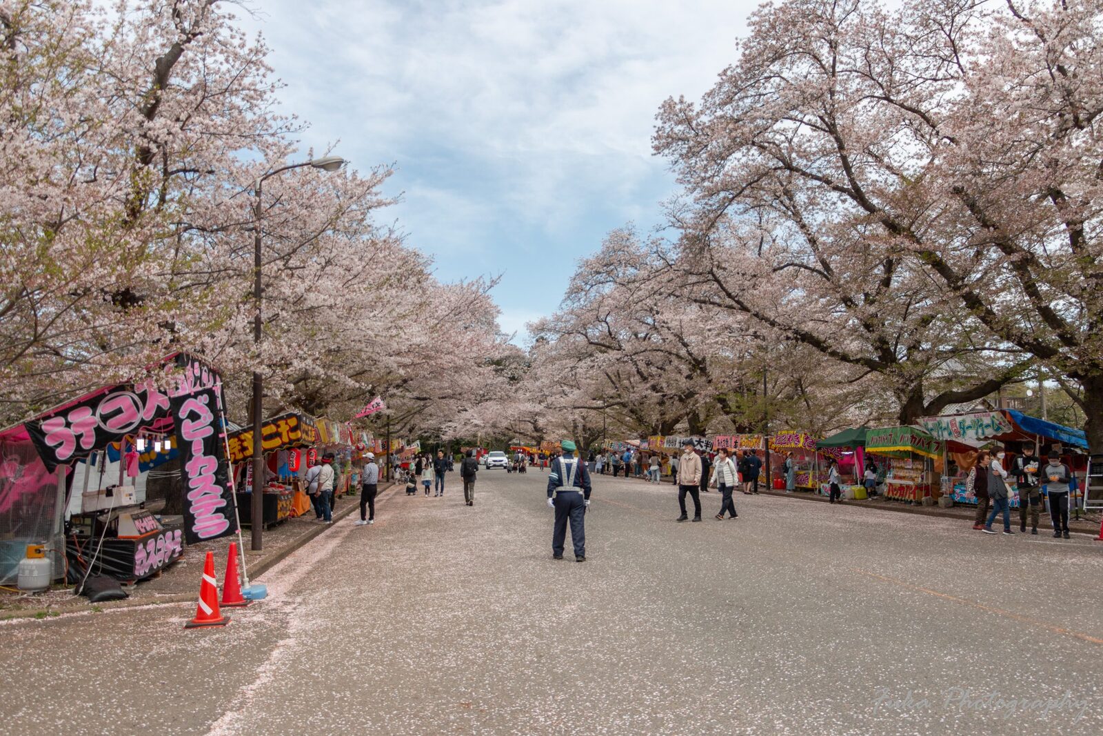 小林牧場の桜