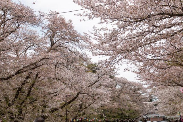 小林牧場の桜