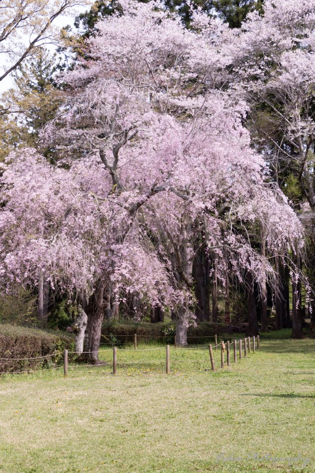 泉自然公園の桜