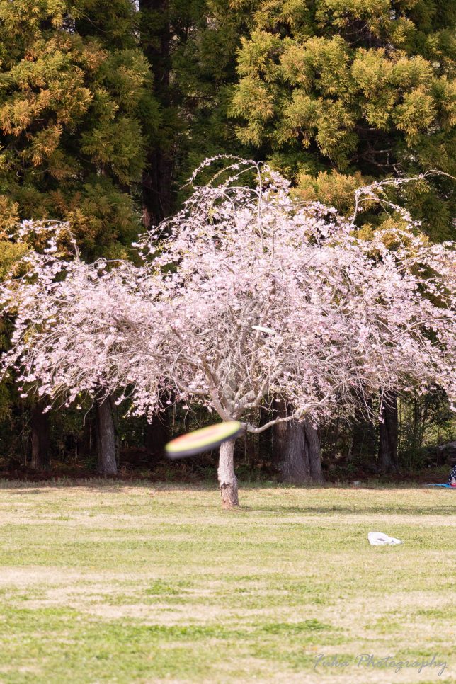 泉自然公園の桜