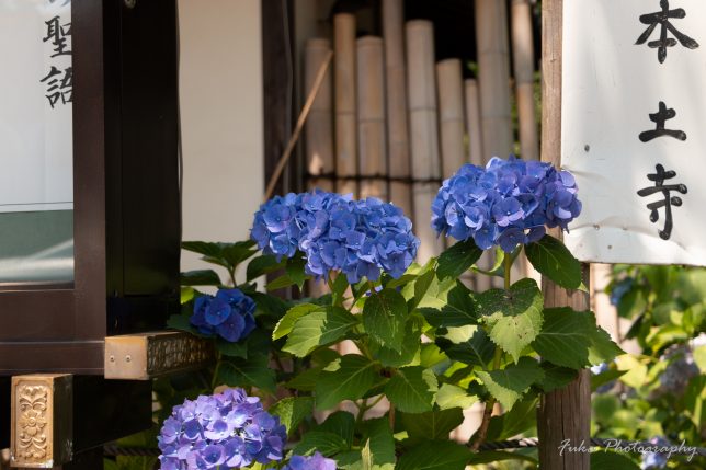 本土寺 紫陽花