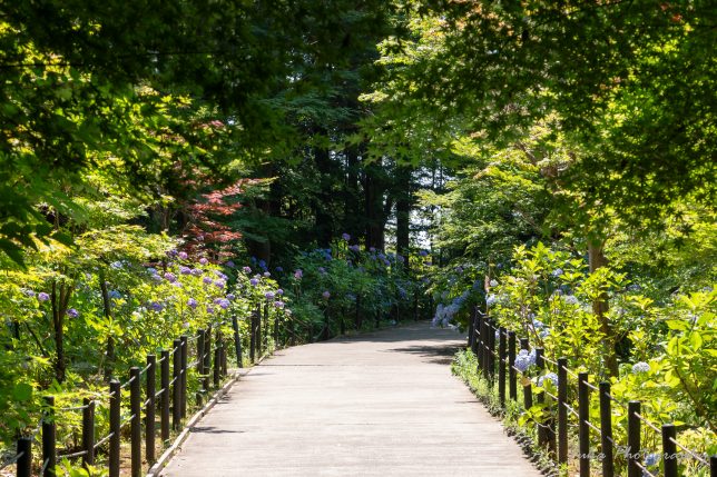 本土寺 紫陽花