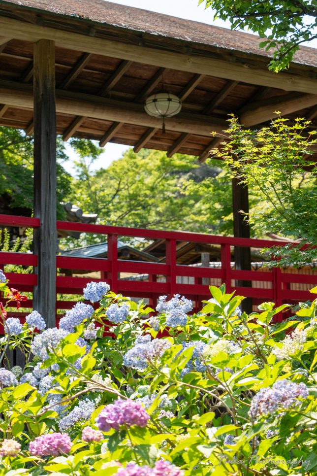 本土寺 紫陽花