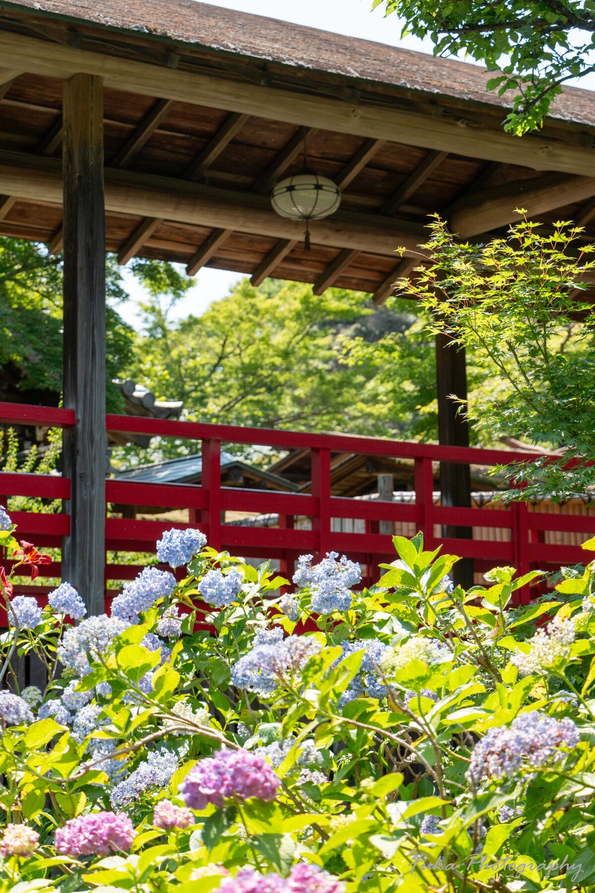 本土寺 紫陽花