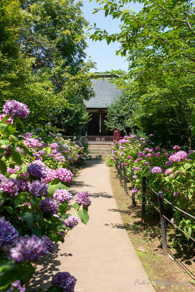 本土寺 紫陽花