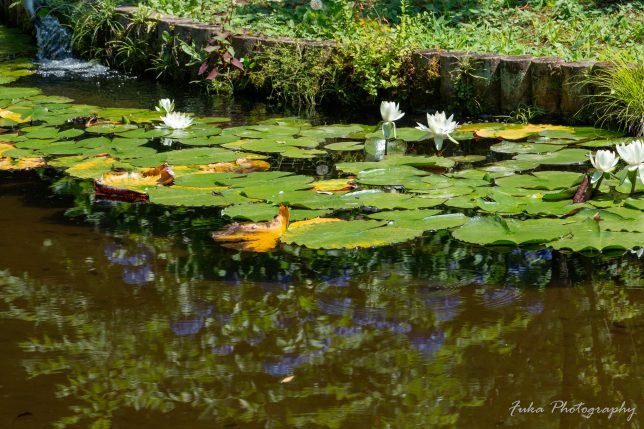 本土寺 睡蓮と紫陽花