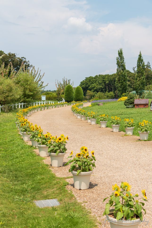 ふなばしアンデルセン公園 ミニチュアガーデン前の道