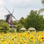 ふなばしアンデルセン公園 ひまわりめいろと風車