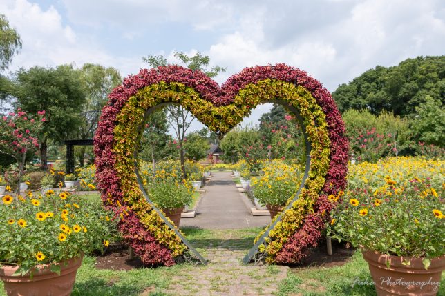 ふなばしアンデルセン公園 ハートのトピアリー