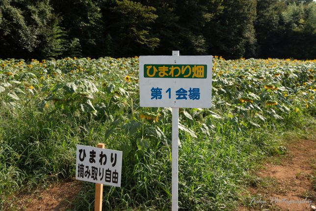 佐倉里山自然公園ひまわり畑