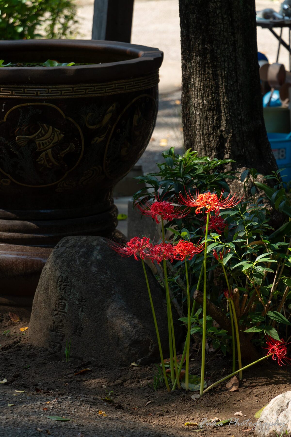 祖光院 彼岸花