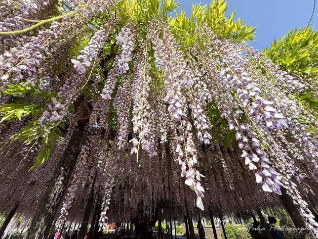 玉敷神社の藤の花