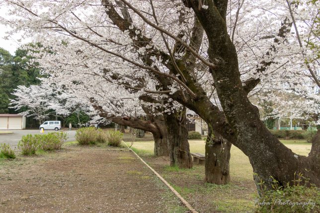 印西市印旛中央公園の桜