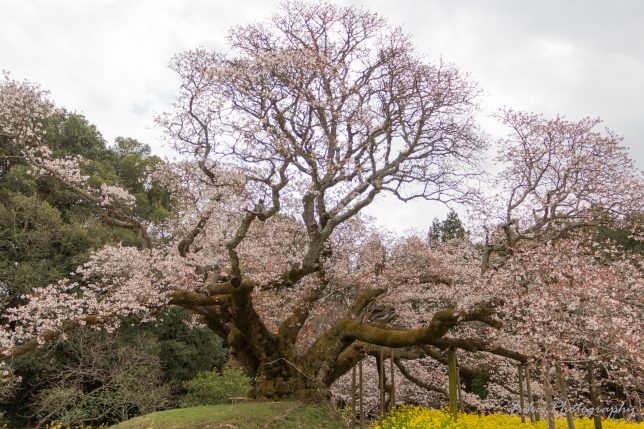 吉高の大桜