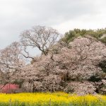 吉高の大桜