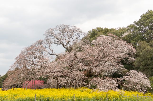 吉高の大桜
