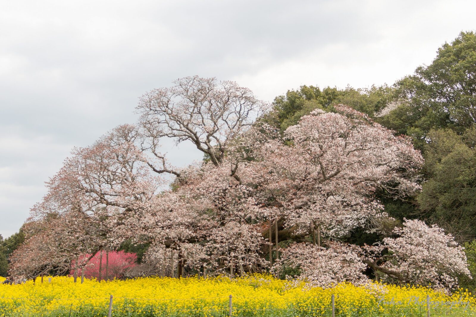 吉高の大桜