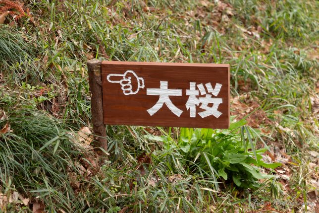 吉高の大桜の案内看板