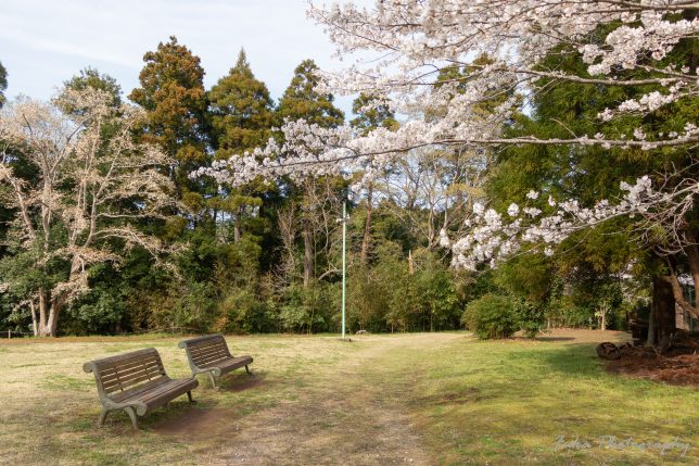 泉自然公園の桜