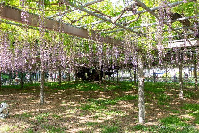 玉敷神社の藤の花