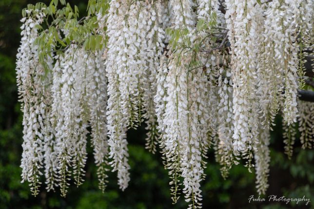 玉敷神社の藤の花